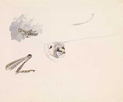 约翰·埃弗里特·米莱斯的《蚱蜢的身体、头部和腿部研究》