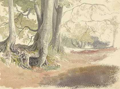 罗伯特·希尔斯的《山毛榉树》