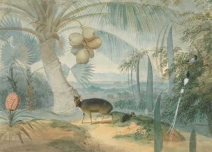 塞缪尔·丹尼尔（Samuel Daniell）的《锡兰风景，有吠鹿和小鹿，还有一对天堂捕蝇者》