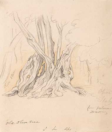 约翰·林内尔的《老橄榄树》