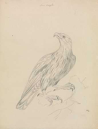 詹姆斯·索尔比的《海鹰》