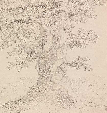 亨利·斯温伯恩的《树木研究》