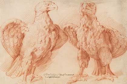 “鹰。两幅关于古董雕塑的研究威廉·潘尼尔斯（Willem Panneels）的前视图半向右，前视图半向左