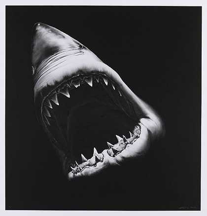 《无题（鲨鱼）》，2010年。-罗伯特·朗哥