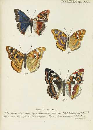 蝴蝶和外国蝴蝶，祖斯。20卷，1777-1801年。-约翰·克里斯托夫·埃斯珀