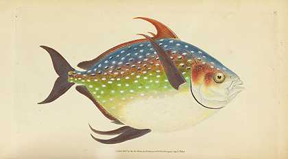 英国鱼。3卷5册，1802-1808年。-爱德华·多诺万