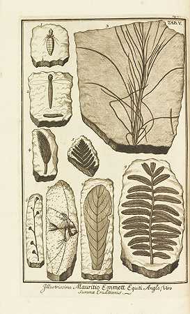 植物标本馆，1723年。-约翰·雅各布·舍赫策