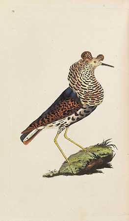 英国鸟类的自然史。5 Bände，1794-1799年。-爱德华·多诺万