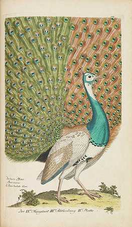1817年德国鸟类展。-约翰·莱昂哈德·弗里希