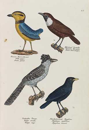 鸟类属的自然历史和插图，1830年。-海因里希·鲁道夫·辛茨