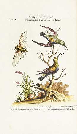 各种外来和珍稀鸟类的收藏，第一卷和第二卷，1749-1751年。-约翰·迈克尔·塞利格曼