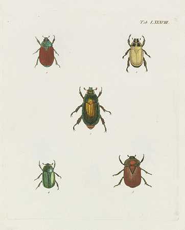 奥利维尔的昆虫学图片+附加松散层和面板，1802-1803年。-雅各布·斯特姆