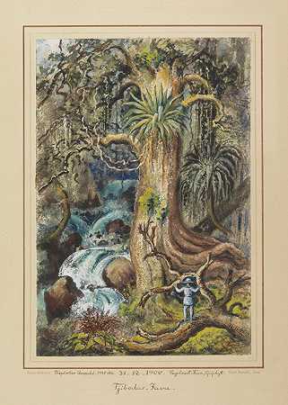爪哇岛的热带丛林。原版水彩画，签名并注明日期，1900年。-恩斯特·海克尔