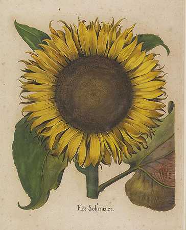 太阳弗洛斯更大（来自霍尔图斯东部），1613年。-巴西利乌斯·贝斯勒