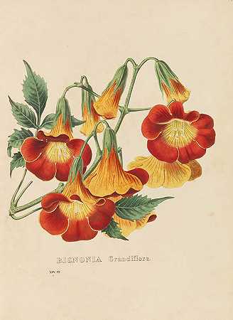 《外来植物志》，1834-1835年。-海因里希·戈特利布·路德维希·赖琴巴赫