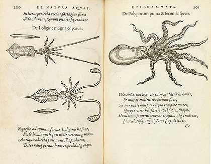 关于水生动物的性质，1558年。-弗朗索瓦·布萨塞特