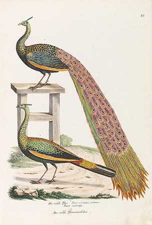 鸟类属的自然历史和插图。2卷，1819-1830。-海因里希·鲁道夫·辛茨
