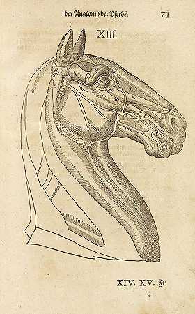 新马的解剖和医学，1603年。-卡洛·鲁尼