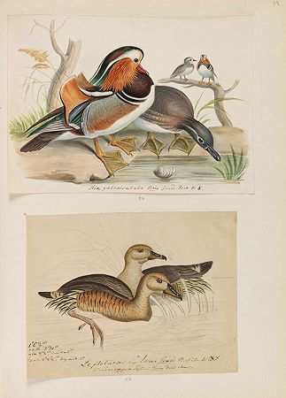 收藏鸟类起源图，约1850年。-海因里希·戈特利布·路德维希·赖琴巴赫