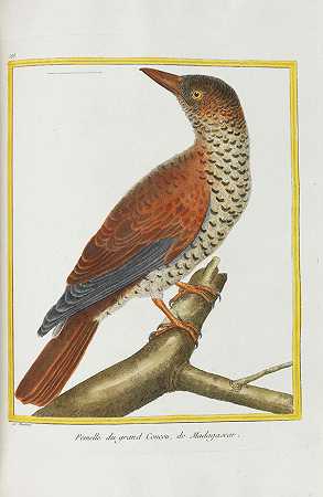 鸟类的自然史。乐队6，1783年。-乔治·路易斯·勒克莱尔·布冯