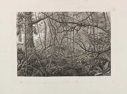 二十四个植被景观。24个面板的顺序（松散），1844-1850年。-弗里德里希·海因里希·冯·基特利茨