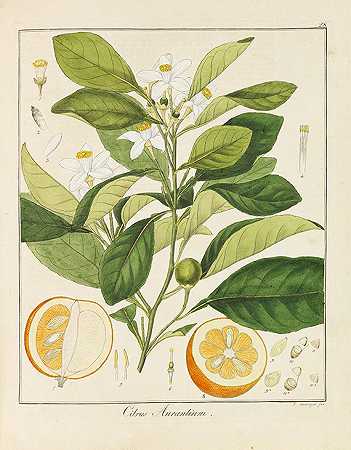 植物的真实表现和描述，1805-1846年。-弗里德里希·戈特洛布·海恩