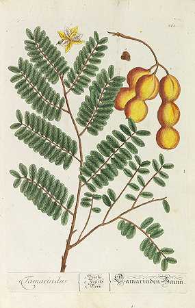 植物标本馆Blackwellianum。百夫长三世，1757年。-伊丽莎白·布莱克韦尔