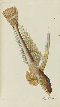 Danicae Seu Animalium Zoology，1777-1780年。-奥托·弗里德里希·穆勒