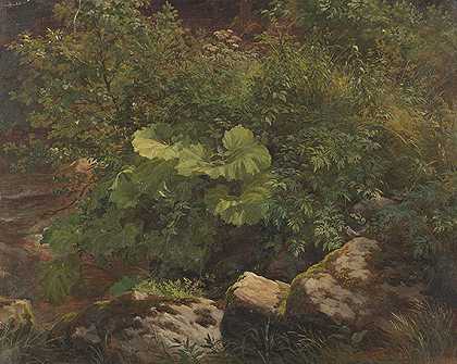 植物研究，约1860/1880年。-古斯塔夫·弗里德里希·帕佩里茨