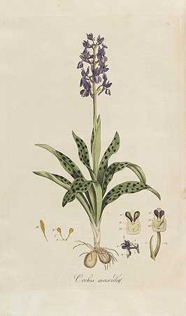 《Londinensis植物志》，1777-1798年。-威廉·柯蒂斯