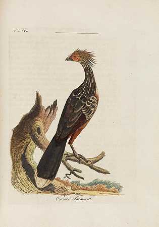 《鸟类概略》，1781-1801年。-约翰·莱瑟姆