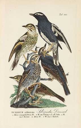 诺曼的鸟类自然史。15卷，1820-1860年。-约翰·安德烈亚斯·瑙曼