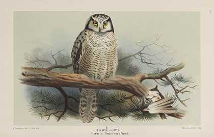 不列颠群岛的鸟类。7 Bände，1885-1897年。-托马斯·利特尔顿·鲍伊斯