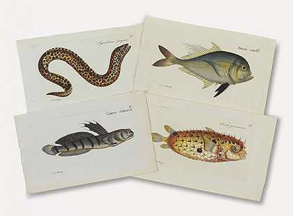 约420 Bl。小鱼盘捕鱼/捕鱼，1780-1810年。-马库斯·埃利泽·布洛赫
