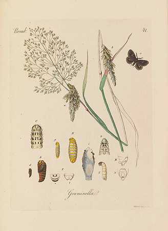 蝴蝶研究图片，1834-1841年。-约瑟夫·伊曼纽尔·费舍尔·冯·罗斯塔姆