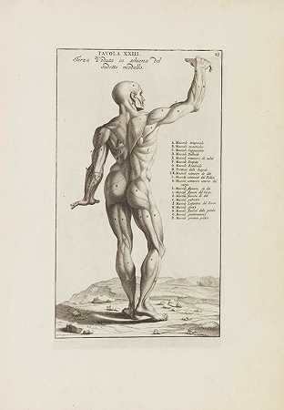 1691年，《用于绘画的解剖学和智能》。-贝尔纳迪诺·根加