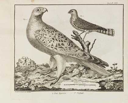 鸟类学六卷，1760年。-马图林·雅克·布里森
