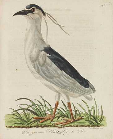 鸟类概述，1792-1798年。-约翰·莱瑟姆