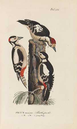 德国鸟类自然史，1820-1860年。-约翰·安德烈亚斯·瑙曼