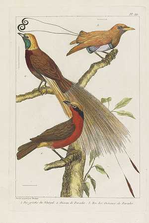 自然历史鸟类学，1767年。-约翰·雷