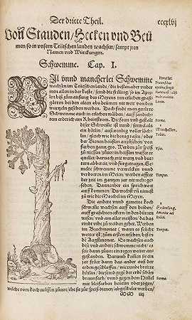 克鲁特·布赫，1560年。-Hieronymus Bock