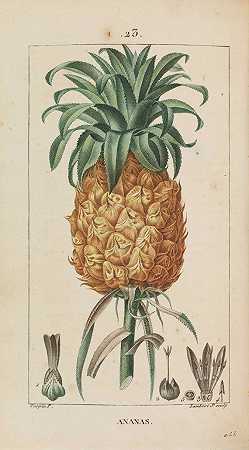 医学植物群。8 Bände，1814-1820年。-弗朗索瓦·皮埃尔·乔梅顿