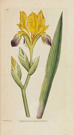 《植物学杂志》1-11+Sammelband，1787-1797年。-威廉·柯蒂斯