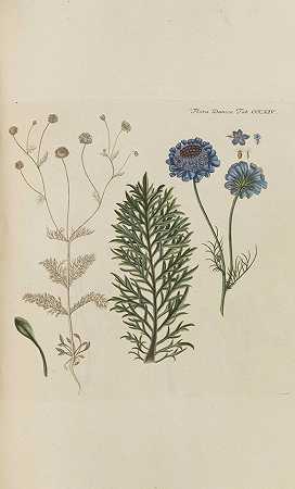 Flora Danica，1776-1823年。-丹麦之花