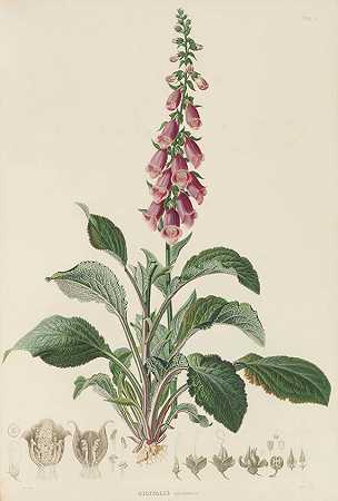 《汉诺威王国植物志》，1842年。-乔治·弗里德里希·威廉·迈耶