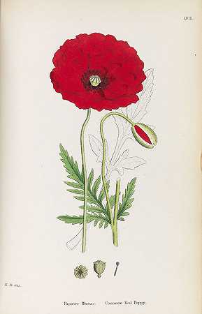 英国植物学。11 Bände，1863-1873年。-詹姆斯·索尔比