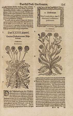 新克鲁特布赫。2卷，1588-1591。-雅各布·西奥多·塔伯纳蒙塔努斯