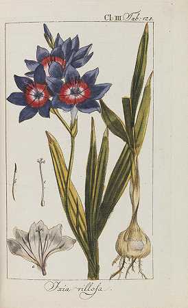 1795-1798年，美丽和稀有植物的选择。-约翰内斯·佐恩