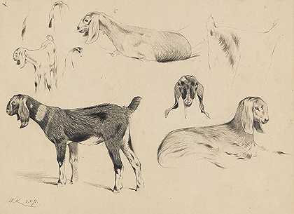 长耳山羊，1891年。-威廉·库内特