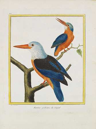 鸟类的自然史。卡塞顿，1765-1783年。-乔治·路易斯·勒克莱尔·布冯